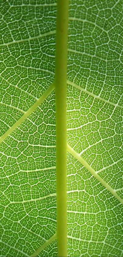 Close-up of a vibrant green leaf texture with intricate veins.