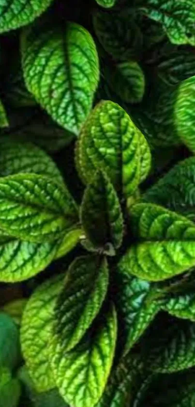 Close-up of vibrant green leaves texture.