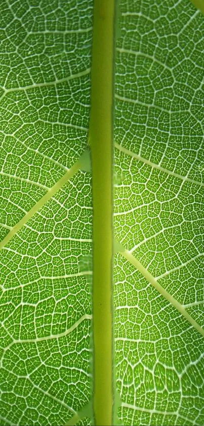 Detailed green leaf texture wallpaper with intricate patterns.