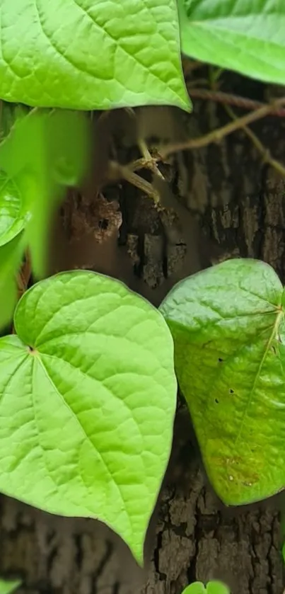 Close-up of vibrant green leaves on tree bark.