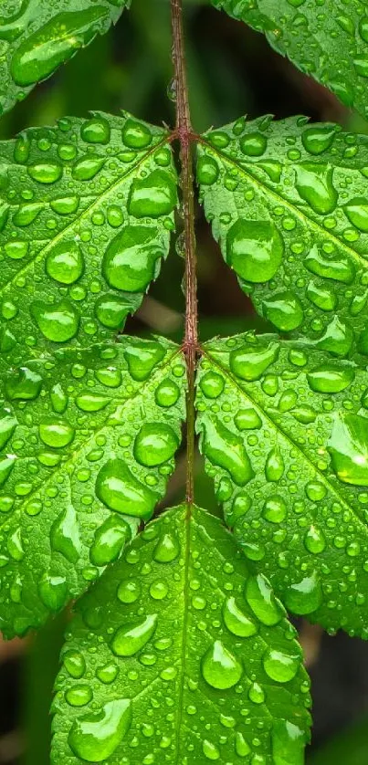 Green leaves with dewdrops mobile wallpaper.