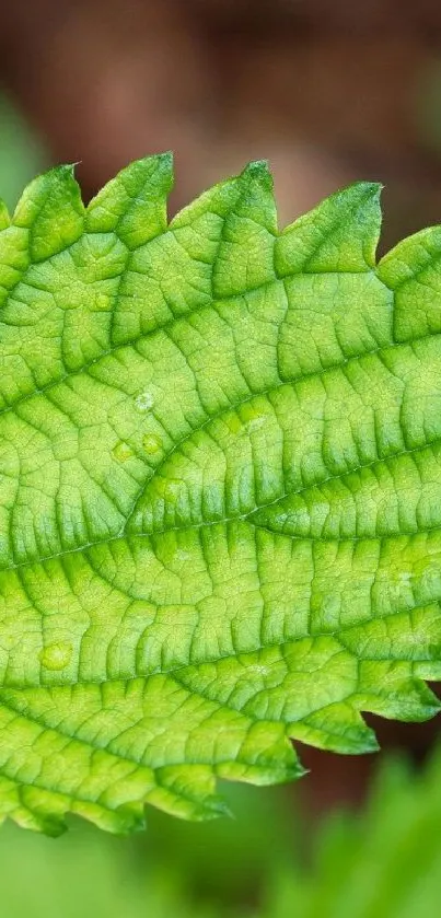 Close-up of a vibrant green leaf with detailed texture.