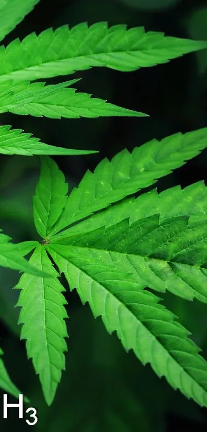 Close-up of a vibrant green leaf with detailed botanical textures.