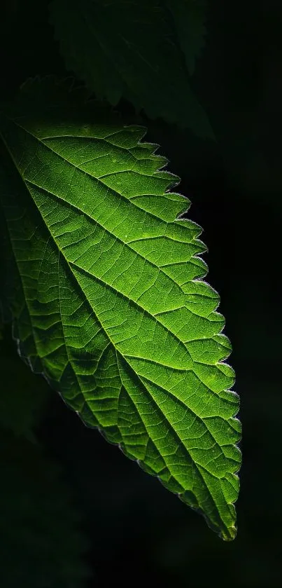 Close-up of a vibrant green leaf against a dark background.