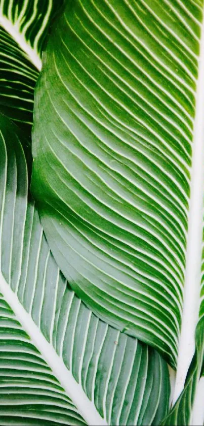 Lush green leaf wallpaper for mobile screens.