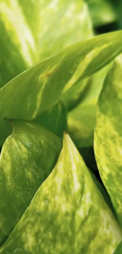 Close-up of vibrant green leaves forming a lush and natural mobile wallpaper.