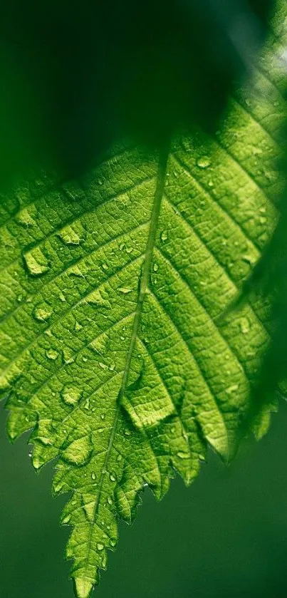 Close-up of a green leaf with dewdrops on a mobile wallpaper.