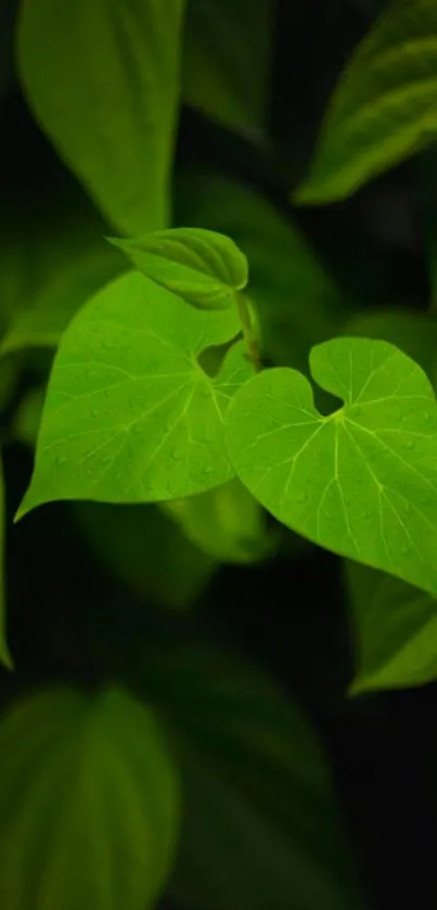 Vibrant green leaf wallpaper with a natural, refreshing look.