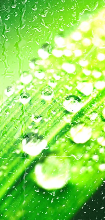 Close-up of a green leaf with water droplets.