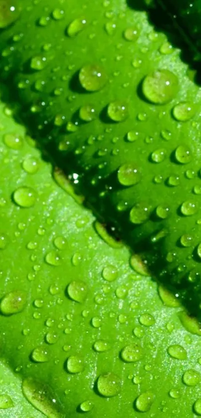 Green leaf with dewdrops wallpaper.