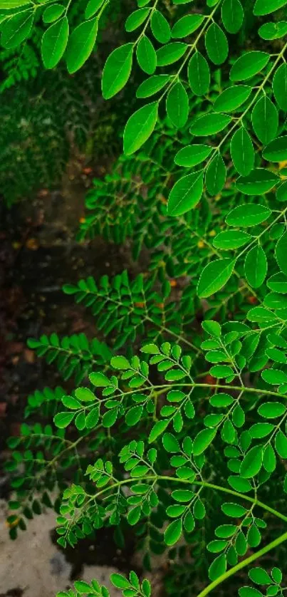 Close-up of green leaves on a vibrant background.