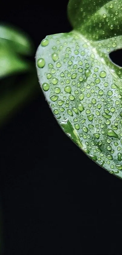 Close-up of a green leaf with water droplets against a dark background.