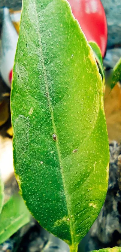 Close-up of a vibrant green leaf on a natural background.