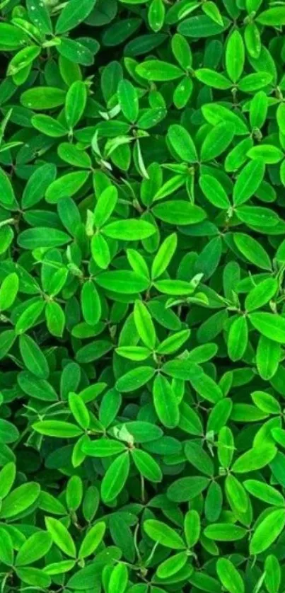 Lush green leaves creating a vibrant, natural mobile wallpaper.