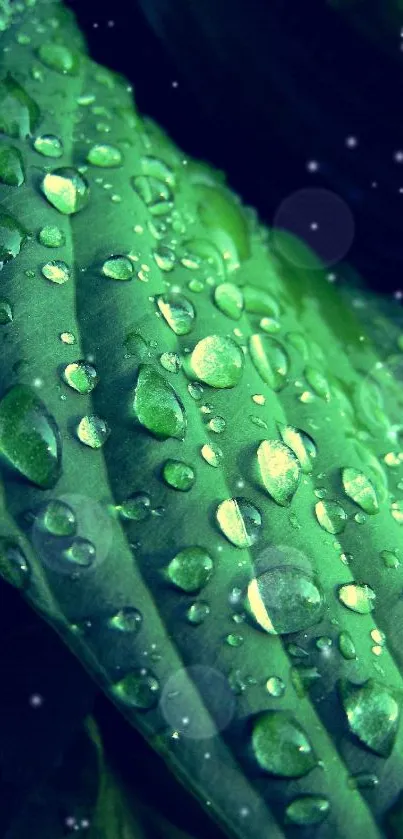 Close-up of a green leaf with dew drops, creating a fresh and vibrant look.