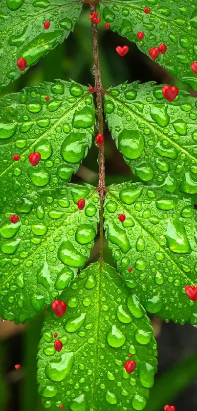 Close-up of a vibrant green leaf with dew drops on a fresh morning.