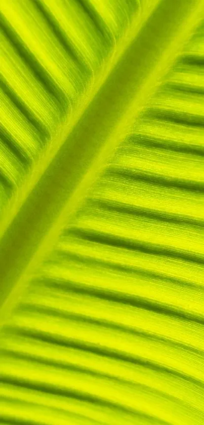 Close-up of a vibrant green tropical leaf with detailed texture for mobile wallpaper.