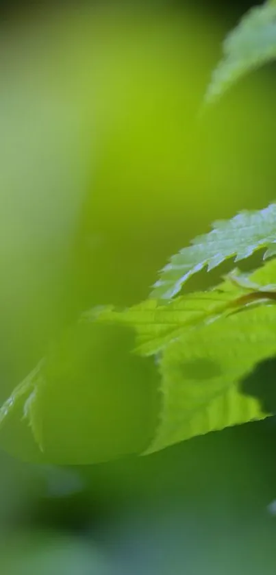 A vibrant green leaf close-up on a blurred nature background.