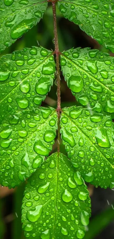 Green leaf with dew drops, nature wallpaper for mobile.