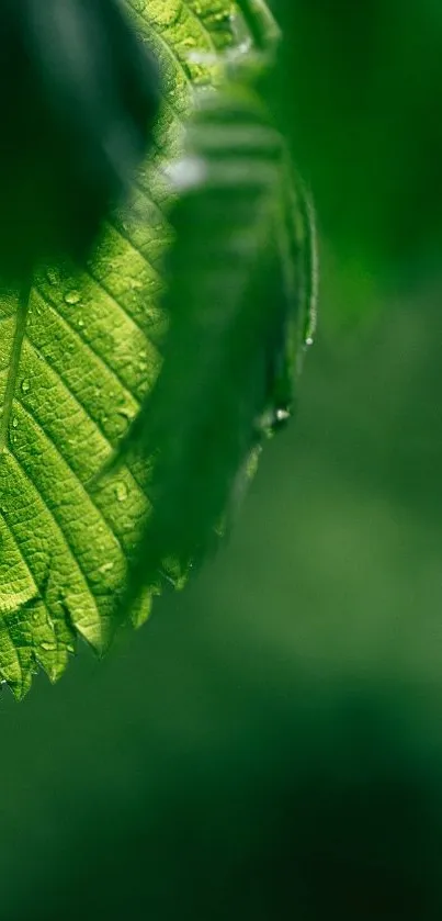 Close-up of a green leaf with dew on a blurred forest background.