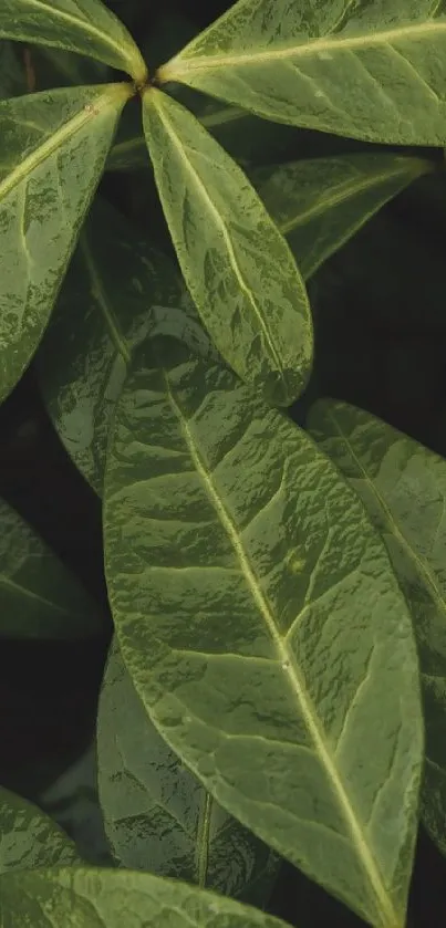 Close-up of vibrant green leaves as mobile wallpaper.