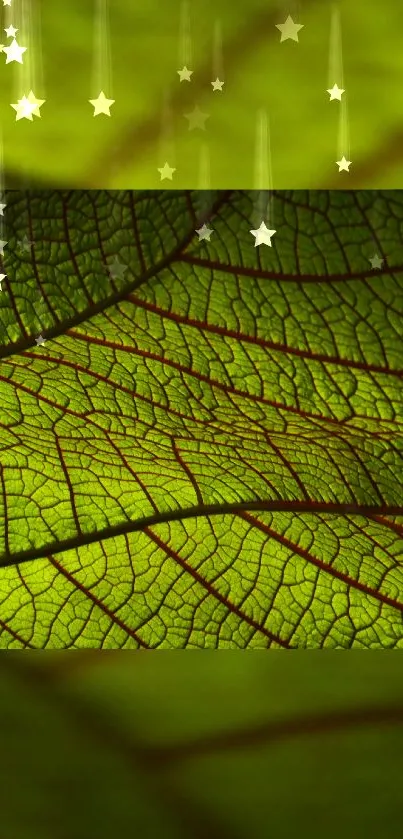 Green leaf texture with starry background for mobile.