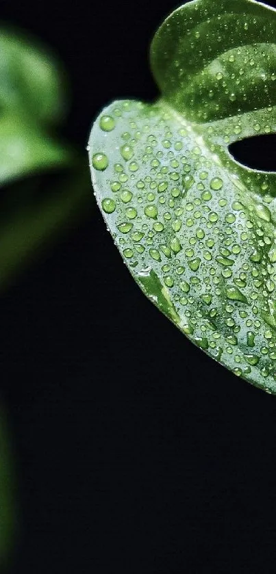 Close-up of a vibrant green leaf with dew on a black background.