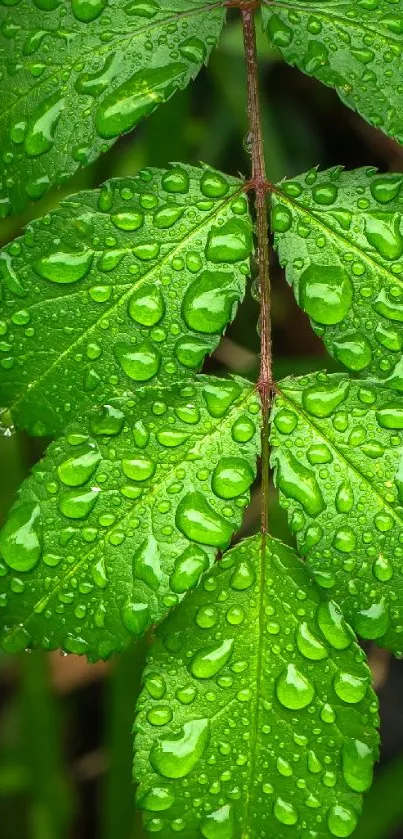 Close-up of a vibrant green leaf with dew drops as mobile wallpaper.