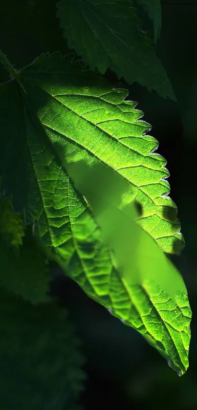 Close-up of a sunlit vibrant green leaf with detailed texture.