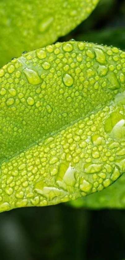 Close-up of green leaf with dew droplets, perfect for nature lovers.