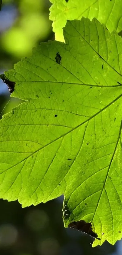 Close-up of a vibrant green leaf with detailed texture in soft lighting.