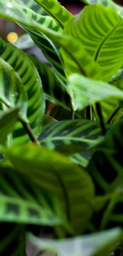 Close-up of vibrant green leaves in a lush pattern.