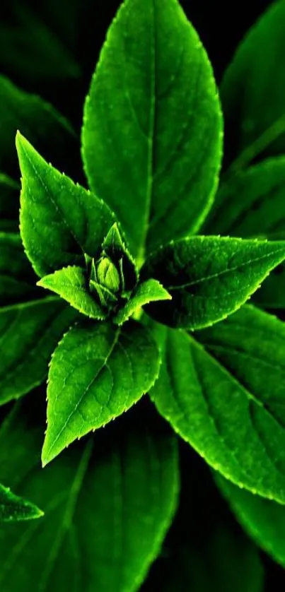 Vibrant green leaf wallpaper for a calming phone screen.