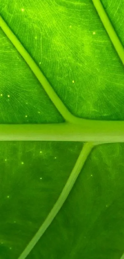 Close-up vibrant green leaf texture wallpaper for mobile phone.