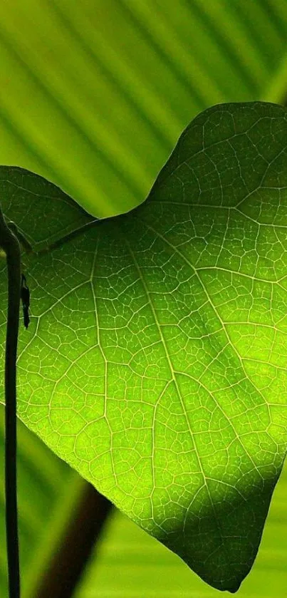 Heart-shaped green leaf on vibrant background