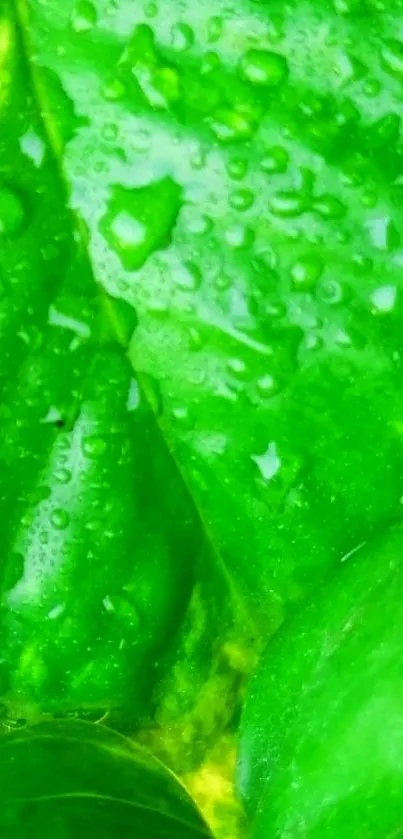 Vibrant green leaf with dewdrops wallpaper.