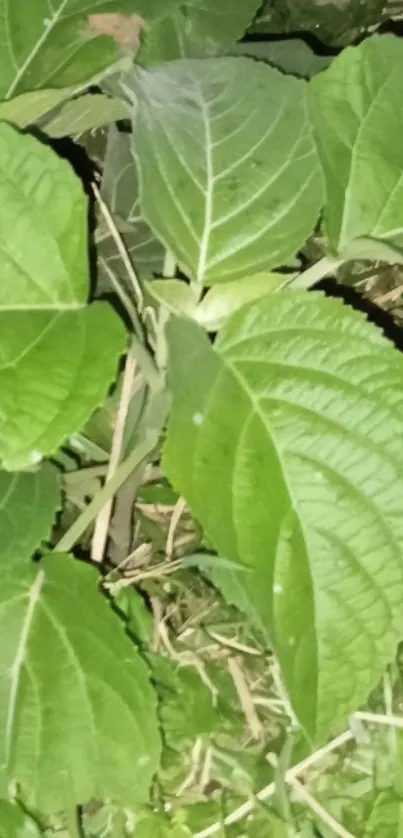 Close-up of vibrant green leaves at night.