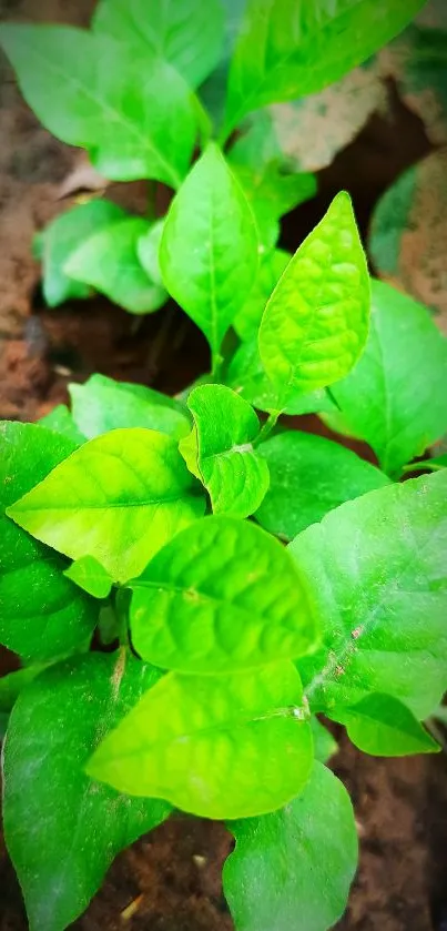 Vibrant green leaf close-up with rich details.