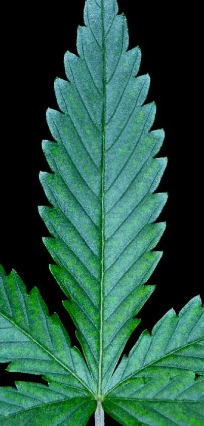 Vibrant green leaf against a black background.