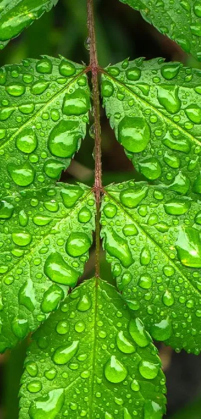 Close-up of a vibrant green leaf with refreshing dew drops.