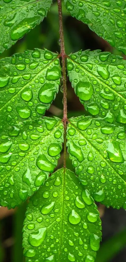 Close-up of vibrant green leaves with water droplets.