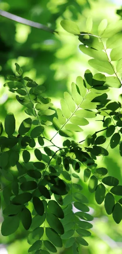 Bright green leafy wallpaper with natural foliage.