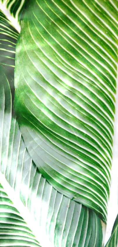 Close-up of vibrant green tropical leaf texture.