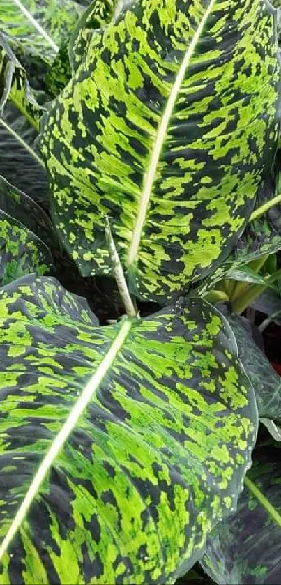 Vibrant green leaf with intricate patterns.