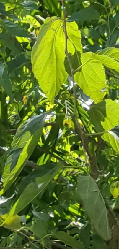 Bright green leaves with vibrant foliage in a natural setting.