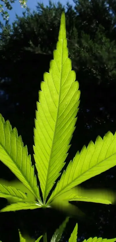 Green leaf against a lush, dark green background.