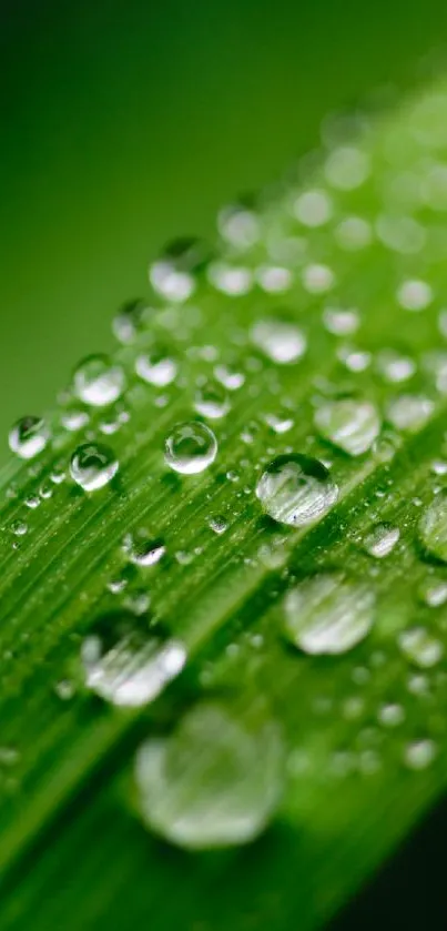 Close-up of a green leaf with dew drops on it for a vibrant wallpaper.