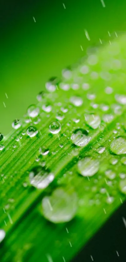 Close-up of a vibrant green leaf with dew droplets for a natural phone wallpaper.