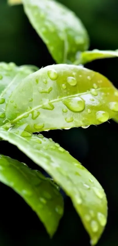 Close-up of green leaves with raindrops on them.