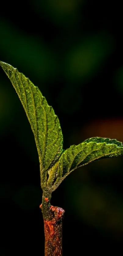 Close-up of a vibrant green leaf against a dark background.